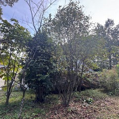 庭に生えてる木あげます！の画像