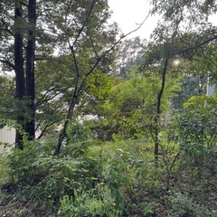 庭に生えてる木あげます！の画像