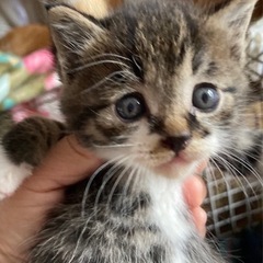 まん丸なキジ白くん