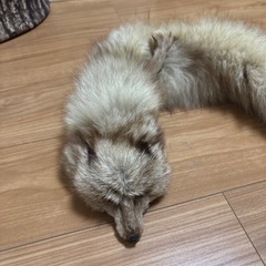 本物　毛皮マフラーの画像