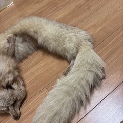 本物　毛皮マフラーの画像