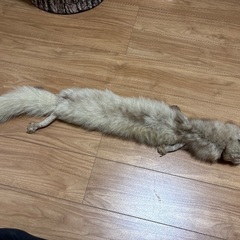本物　毛皮マフラーの画像