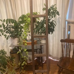 昭和レトロ　木製ハシゴの画像