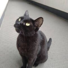 🐈‍⬛　里親さん募集