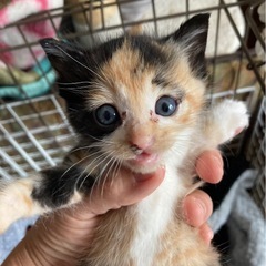 まん丸三毛猫ちゃん