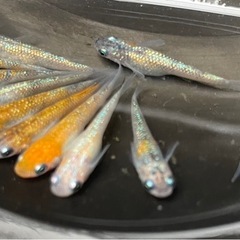 『品名🟰ラメMIX』5匹セット（川エビ、水草サービスします！！）の画像