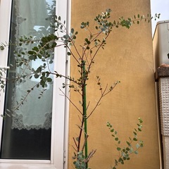 ユーカリ　ウェブステリアナ　の画像