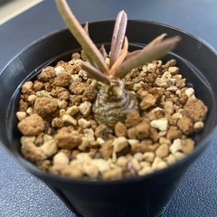 塊根植物　多肉植物　ユーフォルビア　キリンドリフォリアの画像