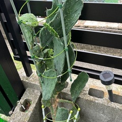 サボテンの画像