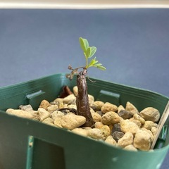 多肉植物　塊根植物　多肉植物　塊根植物　センナ　メリディオナリス　実生　コーデックス　コーデックス②の画像