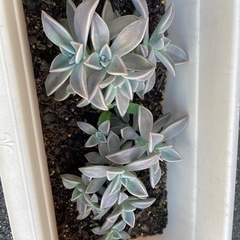 多肉植物の画像