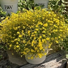 メカルドニア ゴールドダスト　オキザリス　植物の画像
