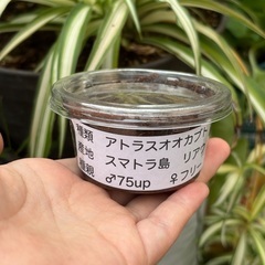アトラスオオカブト幼虫の画像