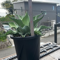 アガベ　オバティフォリア　バンジーの画像