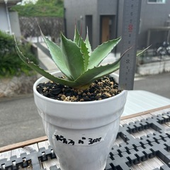 アガベ　オバティフォリア　バンジーの画像