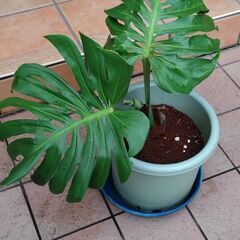 モンステラ鉢植の画像