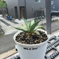 アガベ　オバティフォリア　バンジー
の画像