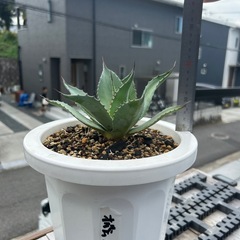 アガベ　オバティフォリア　バンジーの画像