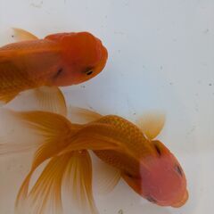 金魚（オランダ獅子頭）の画像