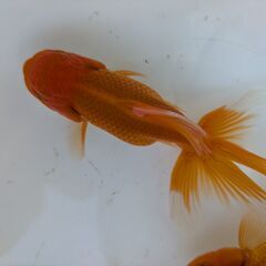 金魚（オランダ獅子頭）の画像