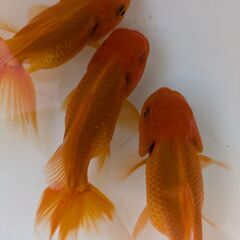 金魚（オランダ獅子頭）の画像