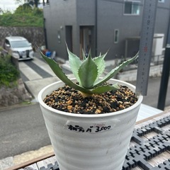 アガベ　オバティフォリア　バンジー
の画像