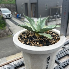 アガベ　オバティフォリア　バンジーの画像