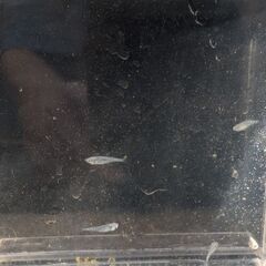 清流きりゅうメダカ（若魚)の画像