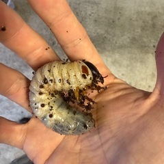 種親特大　アトラスオオカブト　二令〜三令幼虫5匹 の画像