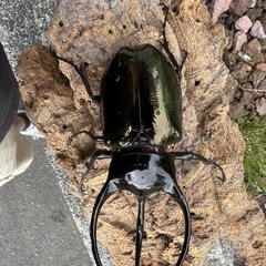 コーカサスオオカブト　オス単　タイリクコーカサスの画像