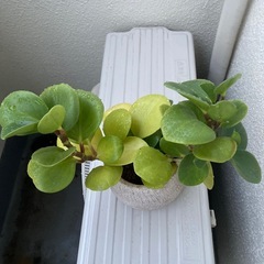 観葉植物　ペペロミアグリーンの画像