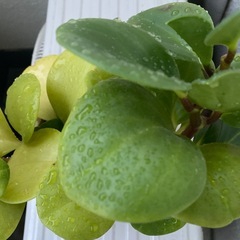 観葉植物　ペペロミアグリーンの画像