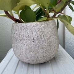 観葉植物　ペペロミアグリーンの画像