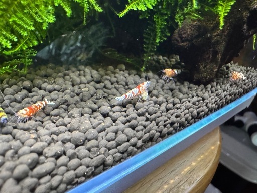 キューブ水槽丸ごと値下げー