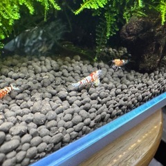 キューブ水槽丸ごとの画像