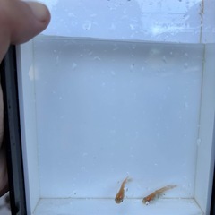 紅白ヒレ長メダカの画像