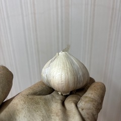 にんにくの画像