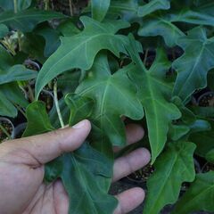 アロカシア ポルテイ（レッドタイプ） Alocasia portei（RED TYPE）の画像