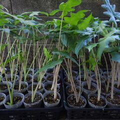 アロカシア ポルテイ（レッドタイプ） Alocasia portei（RED TYPE）の画像