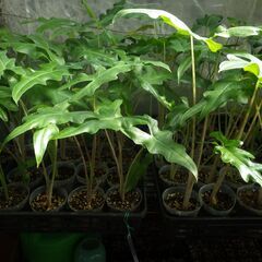 アロカシア ポルテイ（レッドタイプ） Alocasia portei（RED TYPE）の画像