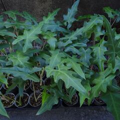アロカシア ポルテイ（レッドタイプ） Alocasia portei（RED TYPE）の画像