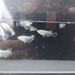 メダカ　【ヴェール】　若魚2ペアの画像