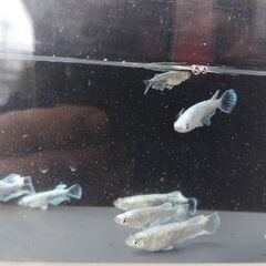 メダカ　【ヴェール】　若魚2ペアの画像