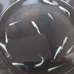 メダカ　【ヴェール】　若魚2ペアの画像