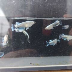メダカ　【ヴェール】　若魚2ペアの画像