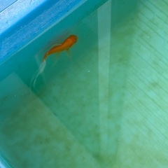 各種金魚の画像
