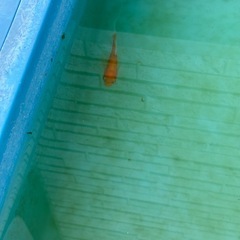 各種金魚の画像