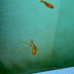 各種金魚の画像