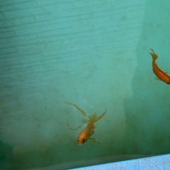 各種金魚の画像