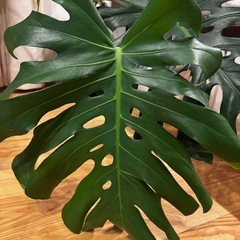 観葉植物　モンステラ　葉割れ特大サイズの画像